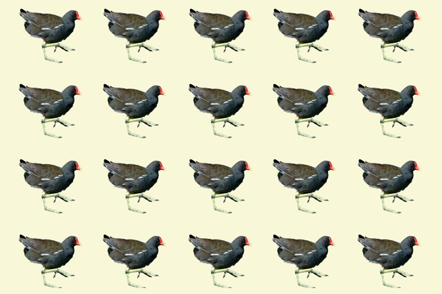 Moorhen