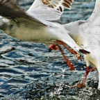 Seagullsfrm0163(1layermanip).jpg