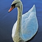 Swann1.jpg